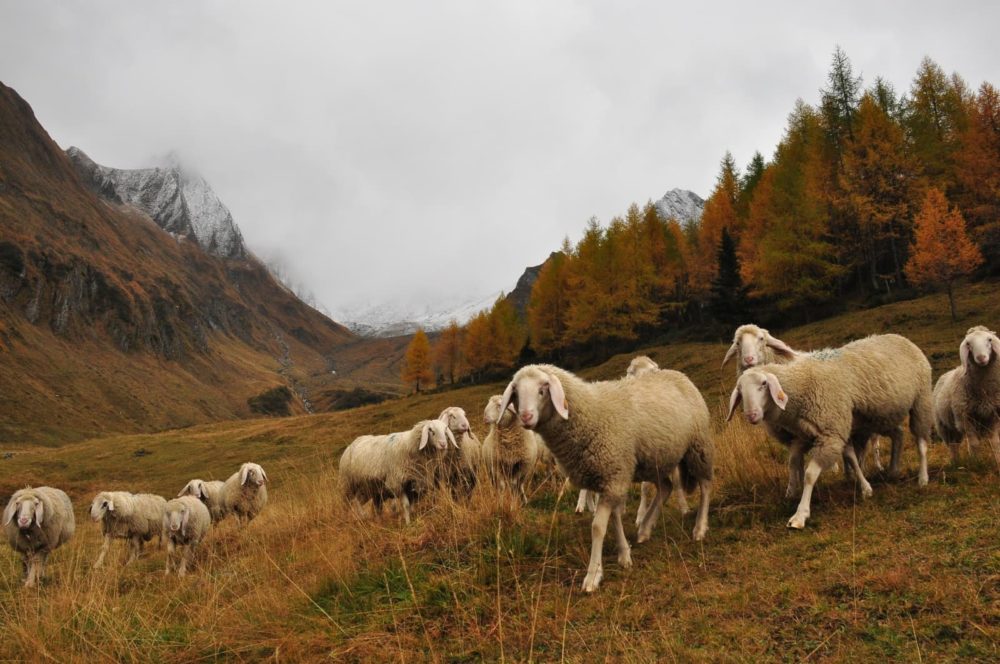 bildergalerie pfeiferhof meransen südtirol dolomiten gitschberg jochtal (50)