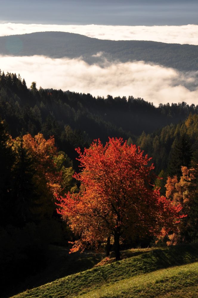 bildergalerie pfeiferhof meransen südtirol dolomiten gitschberg jochtal (52)